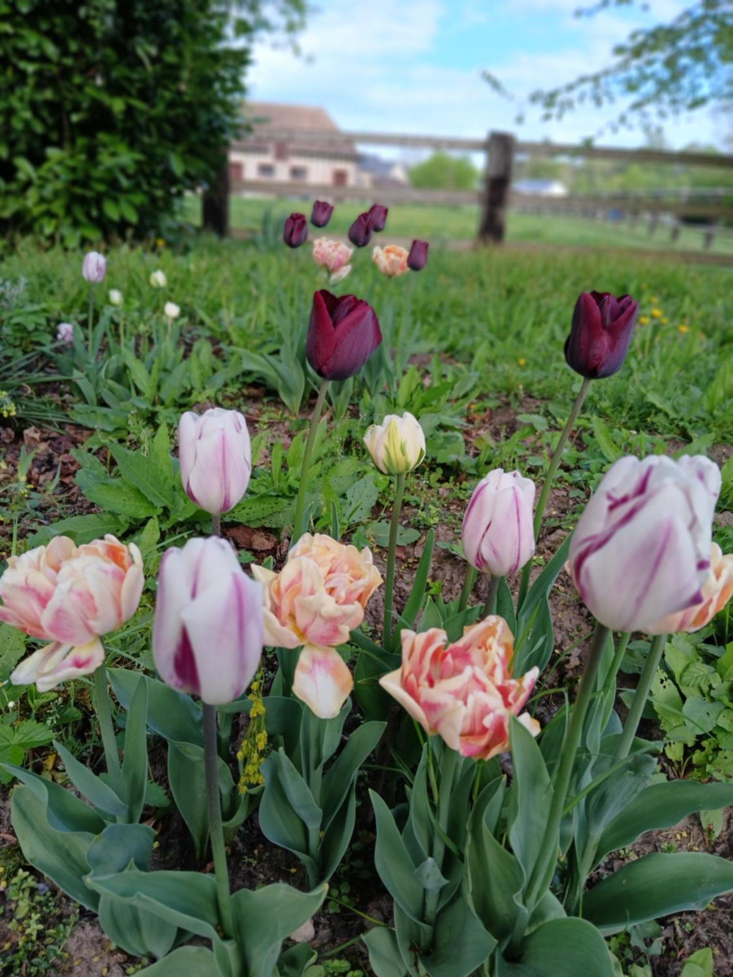 Bed and Breakfast Domaine Des Ifs Le Pin  Esterno foto
